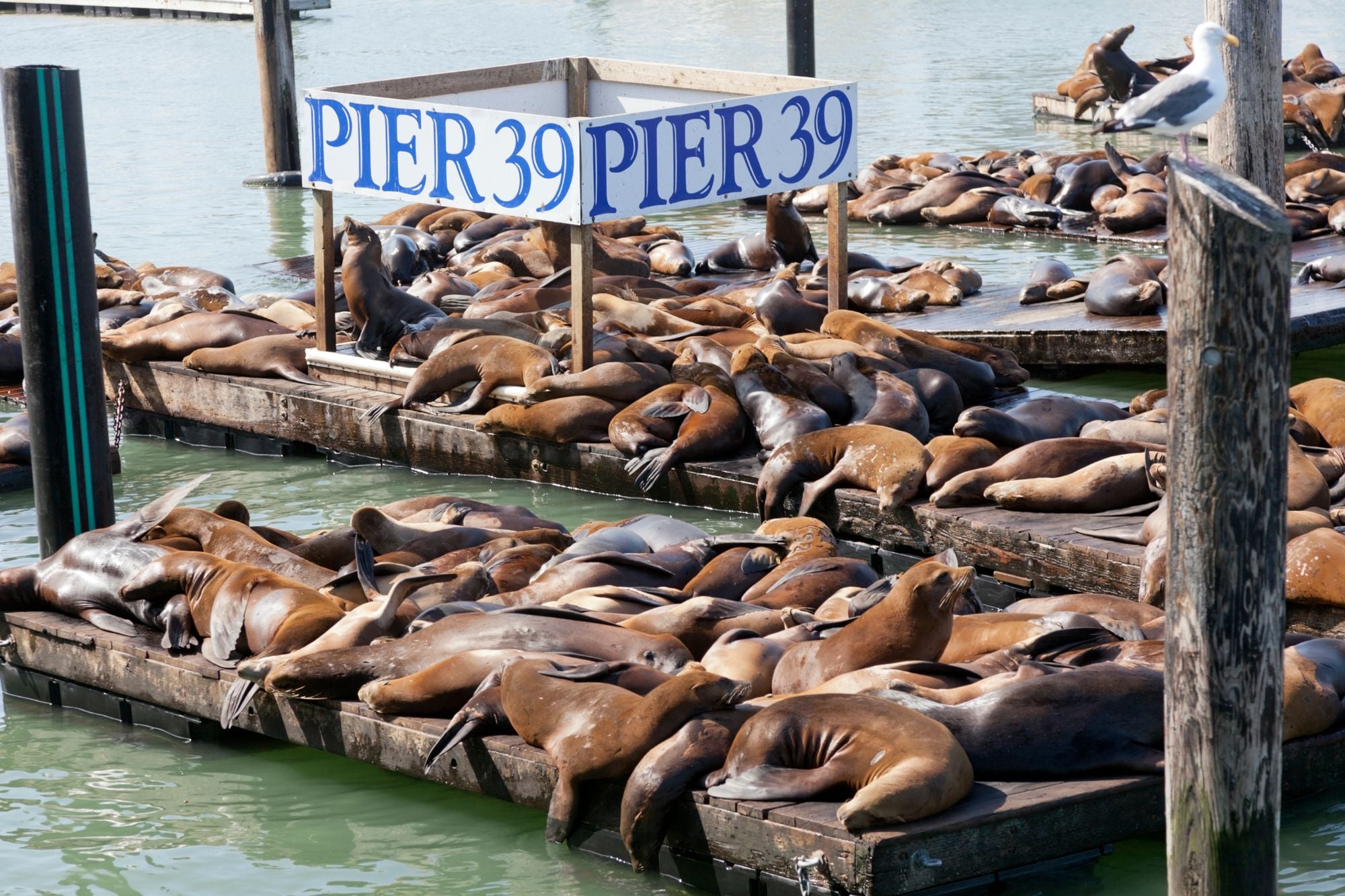 Record Pier 39 Sea Lion Population Explodes Even Further, Now There’s More Than 2,000 of Them