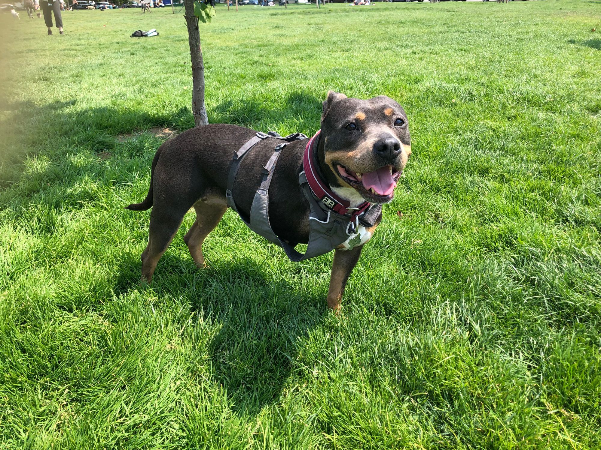 SF’s Three-Legged Dog Picnic Aims to Set World Record for Largest Gathering of Three-Legged Pups This Summer