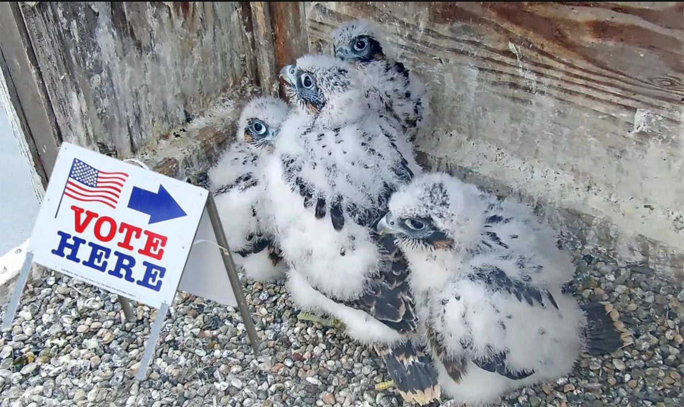 Day Around the Bay: Falcon Name Finalists Now Up For Vote