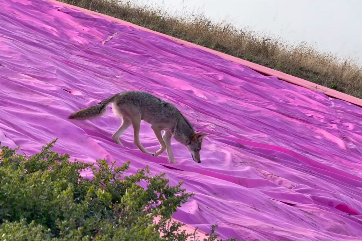 Day Around the Bay: Curious Coyote Wanders Onto Pink Triangle In SF