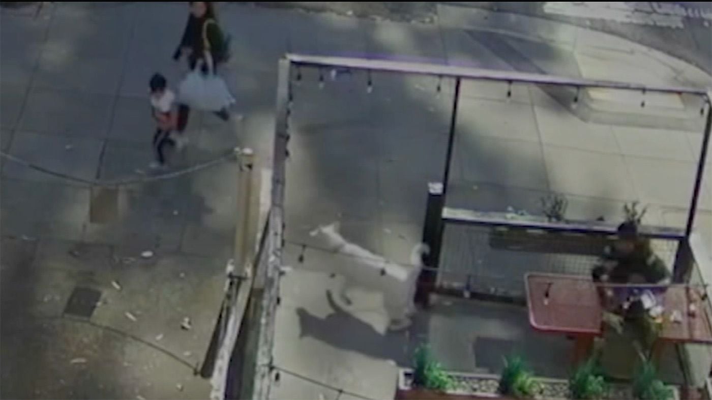 Details Emerge About Couple Who Allegedly Fled the Scene After Their Dog Bit a 3-Year-Old Boy In SF