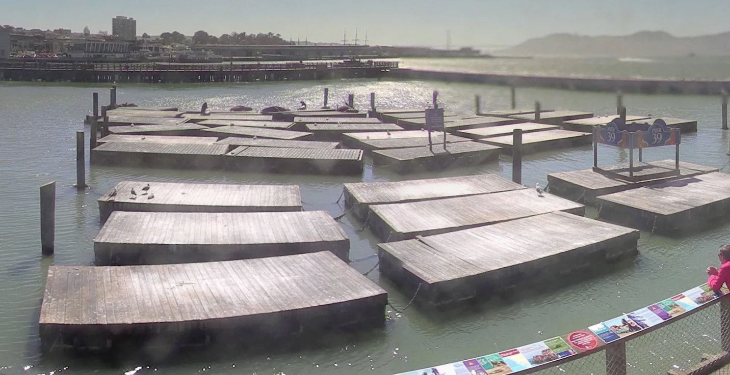 That Record Number of Sea Lions at Pier 39? They’re All Gone Now
