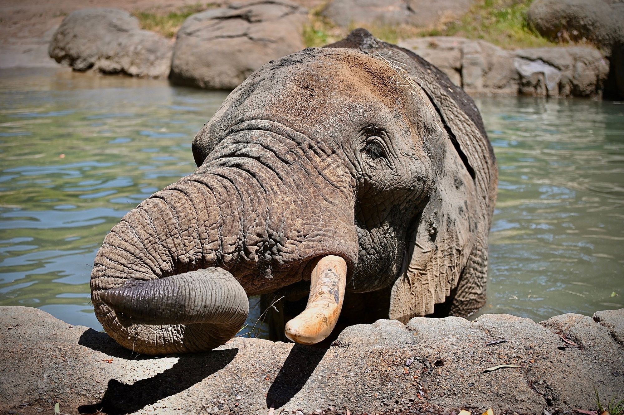 The Oakland Zoo Will Soon Lose Its Last Remaining Elephant, 30-Year-Old Osh
