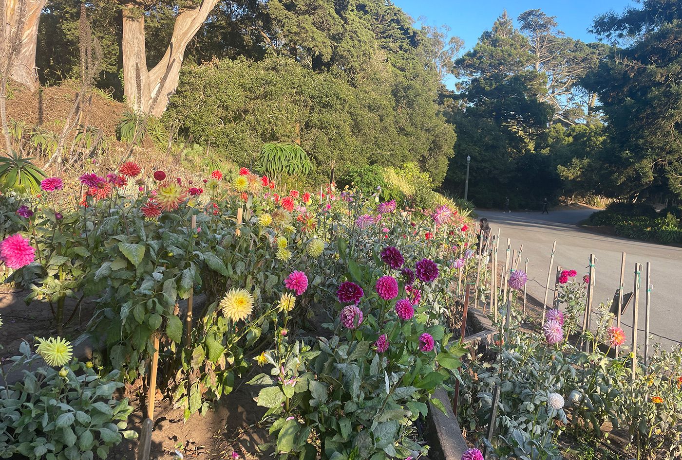 Monday Morning Headlines: Golden Gate Park's Dahlia Garden Unveils New Hillside