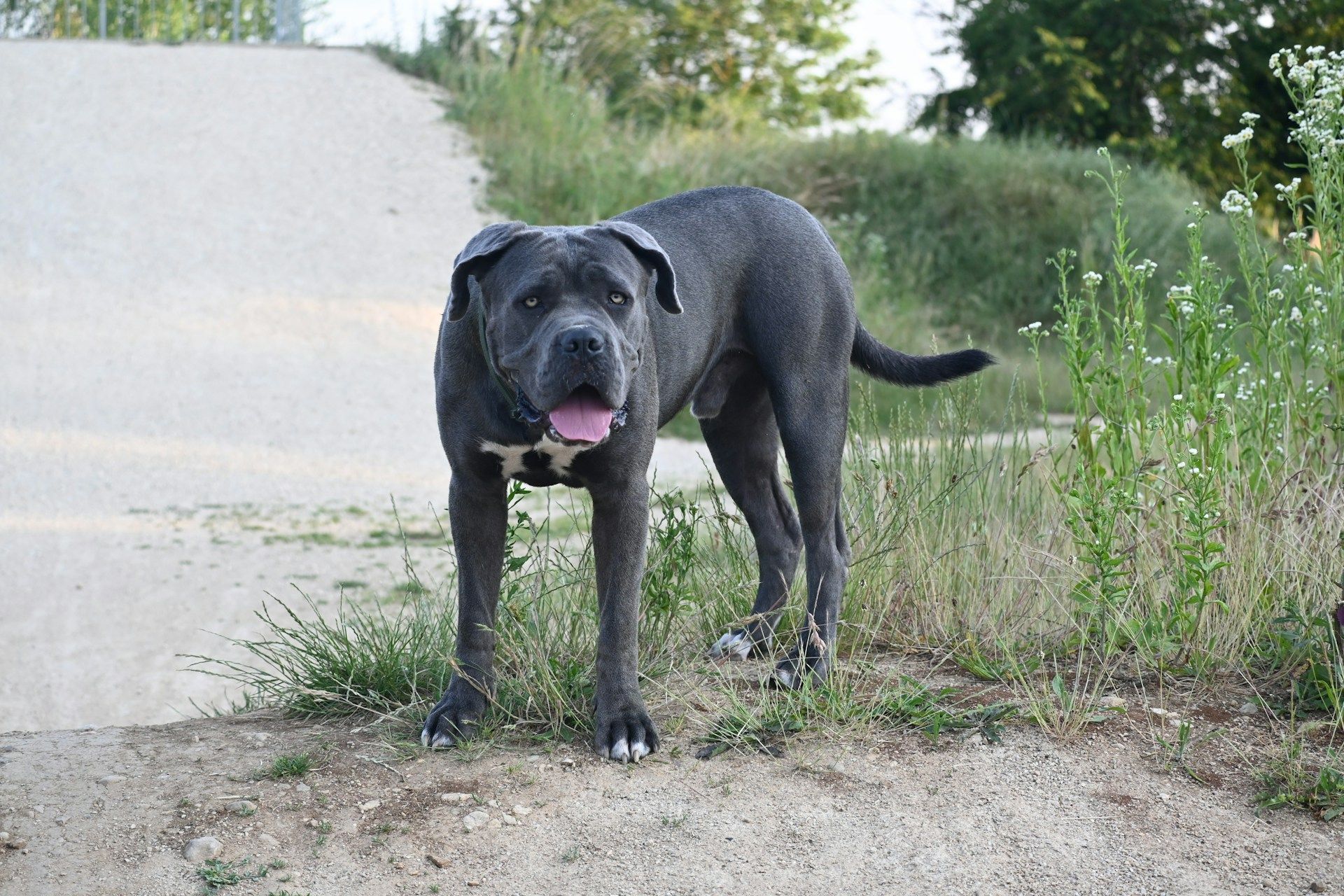Oakland Man Charged In Fatal Dog Mauling Sunday Near Fruitvale