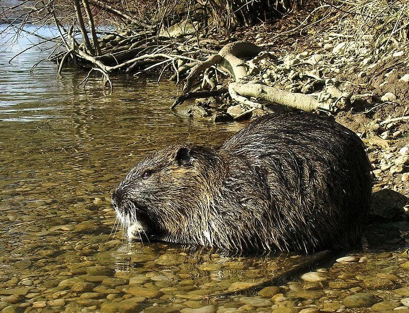 Invasive, 20-Pound ‘Swamp Rat’ Rodents Spreading Across Bay Area, Definitely Pose a Threat