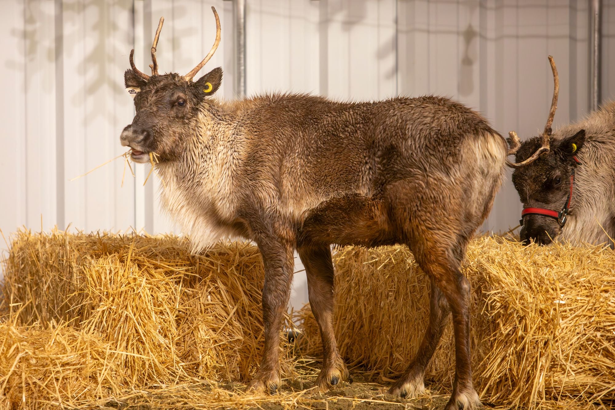 Pictures: They’ve Got Baby Reindeer at the Cal Academy of Sciences for the Next Two Weeks for a Holiday Exhibit