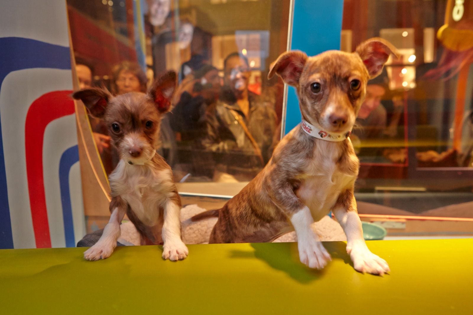 Fur Real: Puppies and Kittens Return to Macy’s Windows in Union Square on Friday