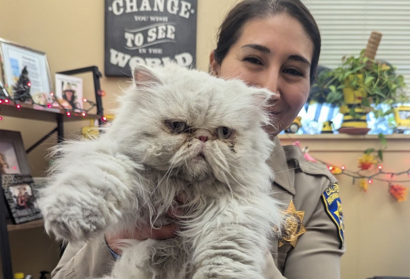 Thursday Morning What's Up: 'Grumpy' Looking Cat Found on Road In Hayward