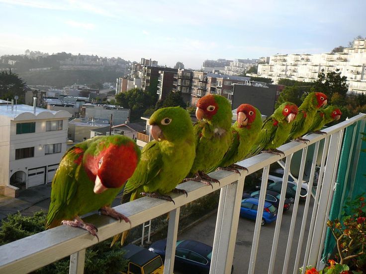 SF's Wild Parrots Suddenly Flocking to Transamerica Redwood Park