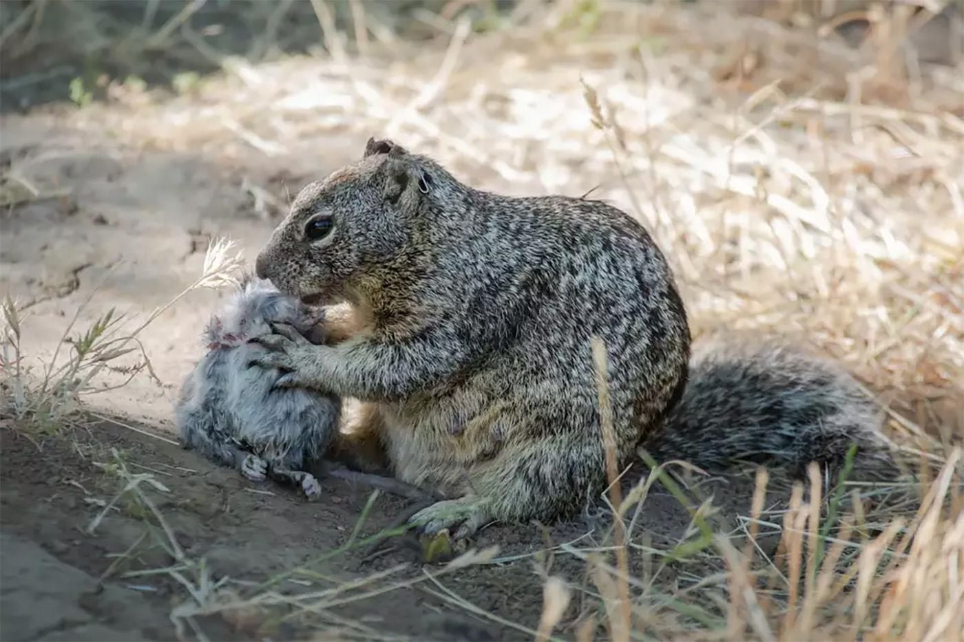 Scientists Discover East Bay Squirrels Preying on Other Mammals for the First Time