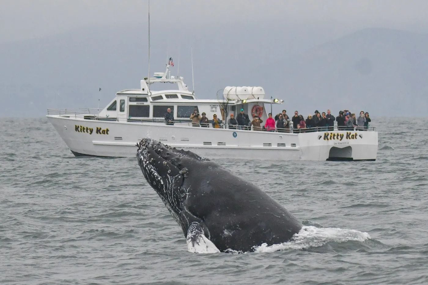 German Shepherd Gives Birth to Seven Puppies on SF Whale Watching Boat