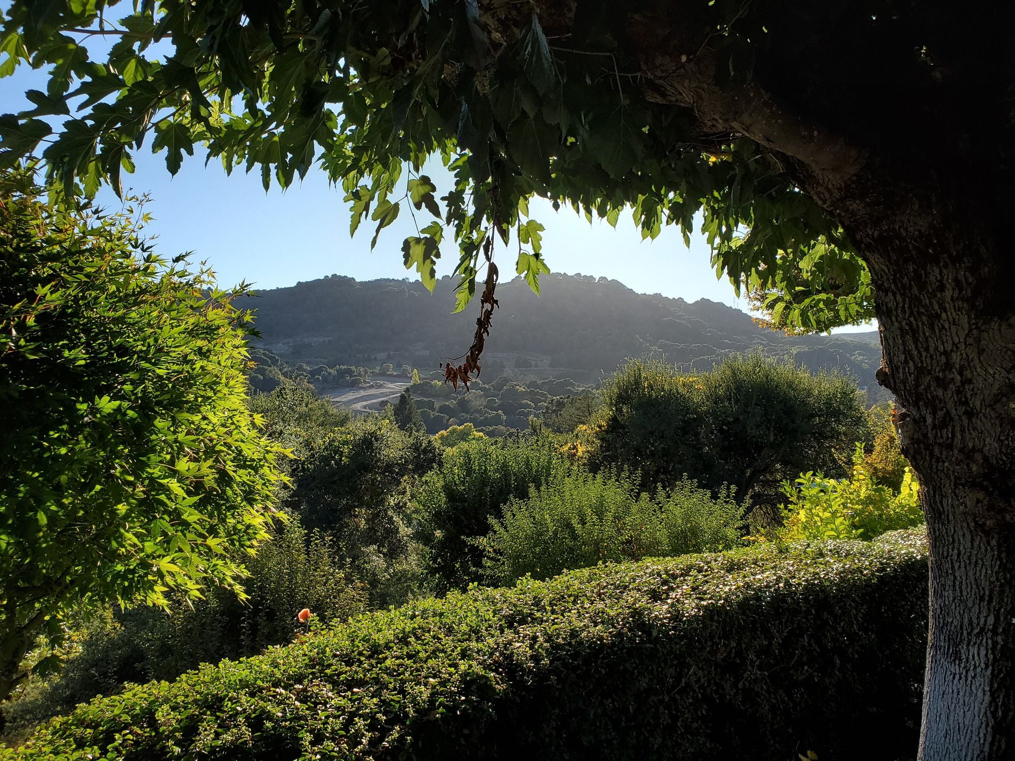 Saturday Links: Orinda and Moraga Dubbed 'The Bay Area’s Pacific Palisades'