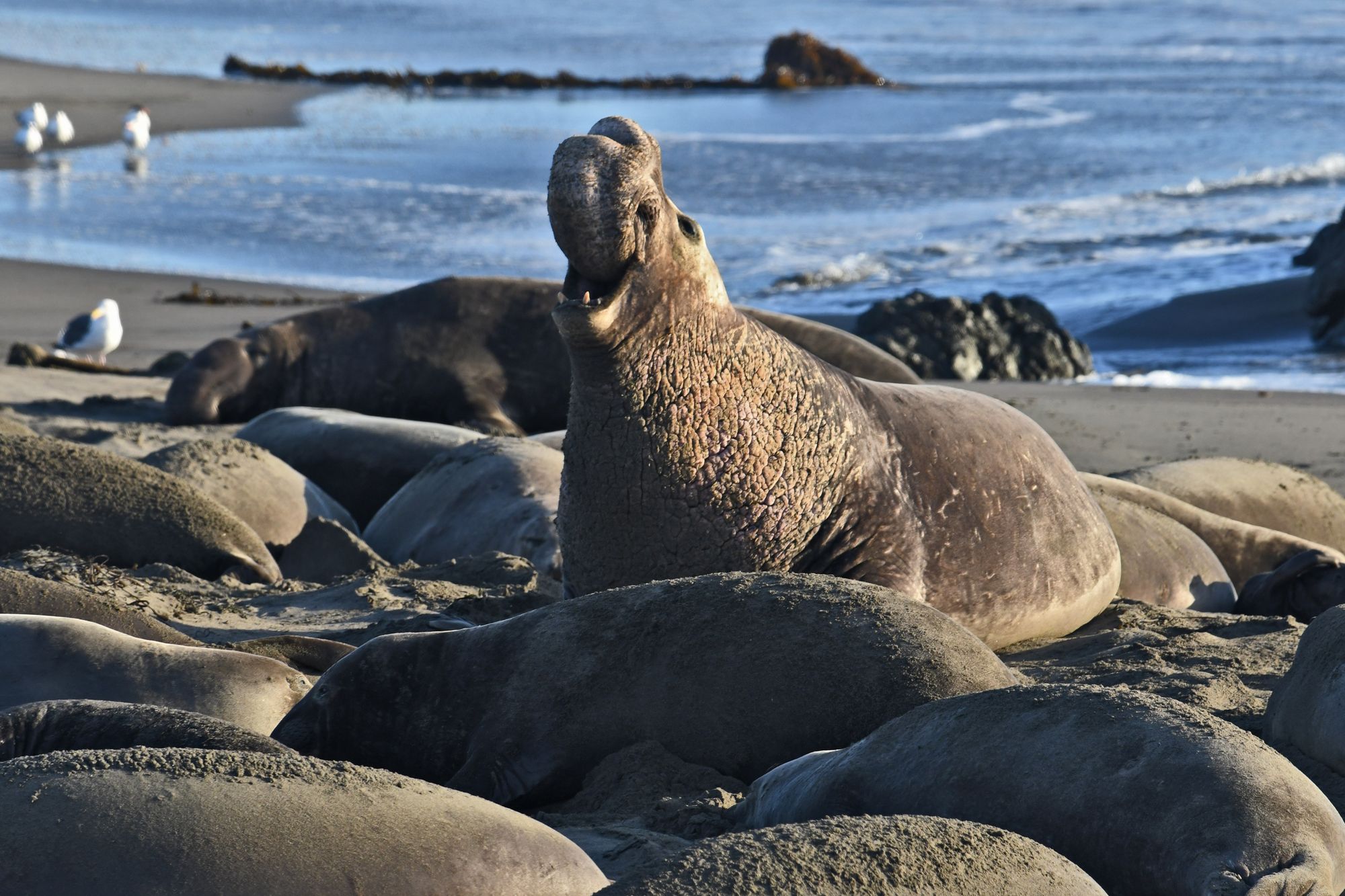 Elephant Seals Are Back at Point Reyes for Breeding Season, and They’ll Need Some Privacy, Thank You Very Much