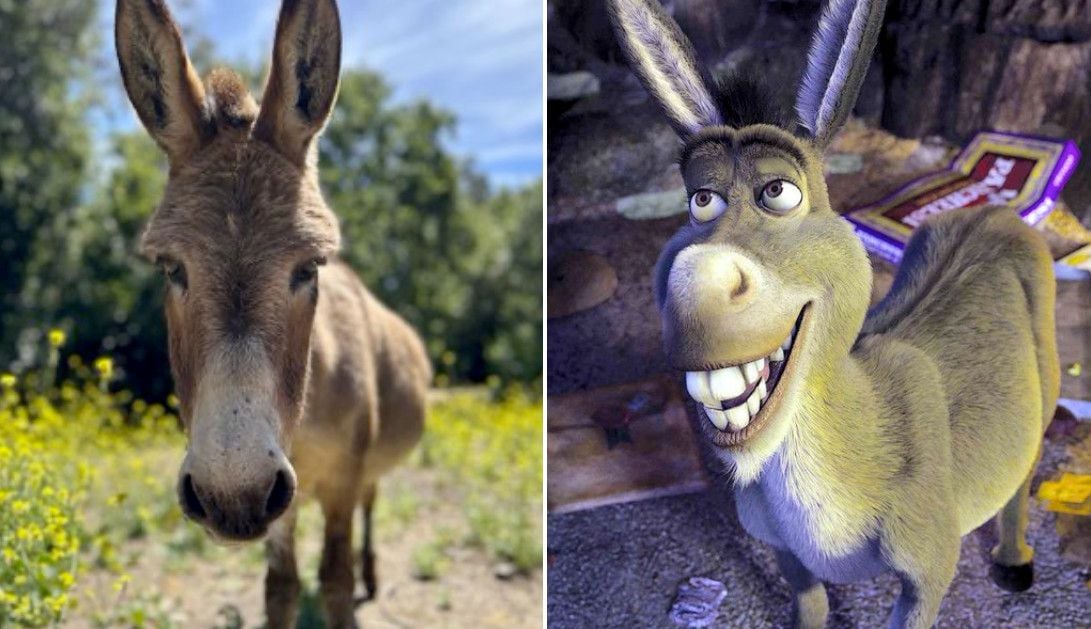 Palo Alto Donkey Who Served as the Model for the ‘Shrek’ Donkey Has Died