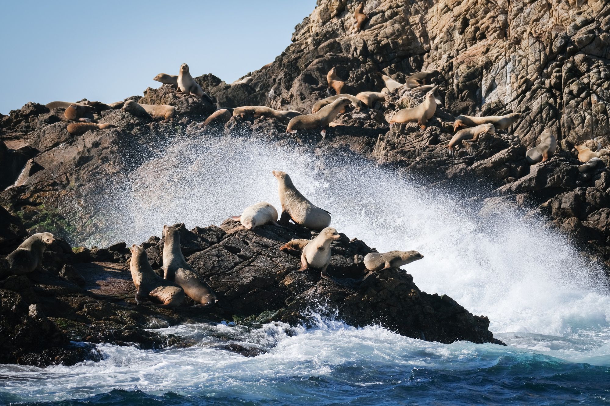 Federal Cuts End Year-Round Conservation on the Farallon Islands