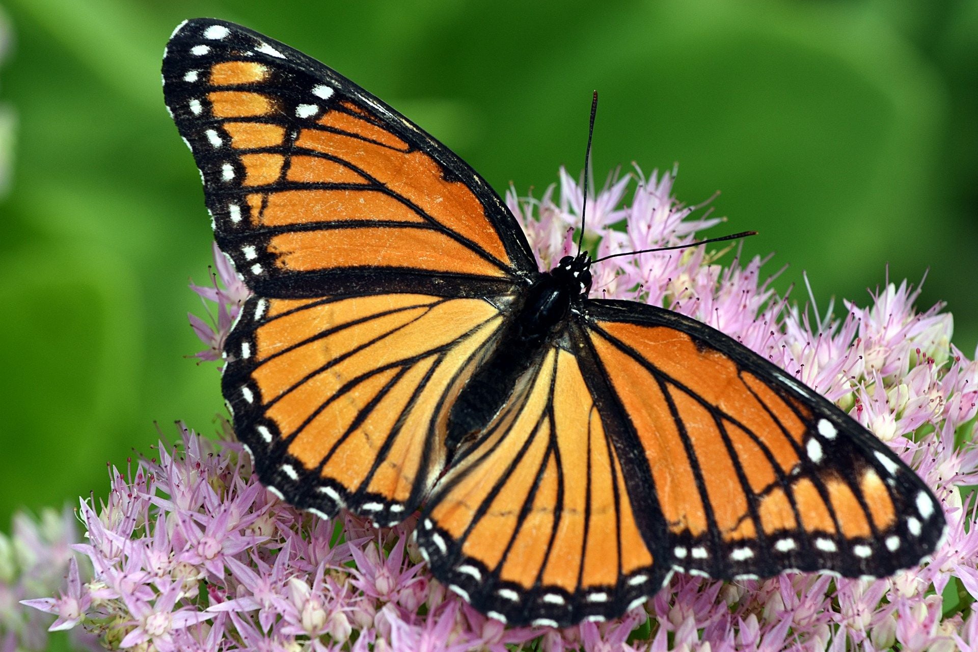 California’s Monarch Butterfly Population Plummets to Second-Lowest Ever in Latest Annual Count