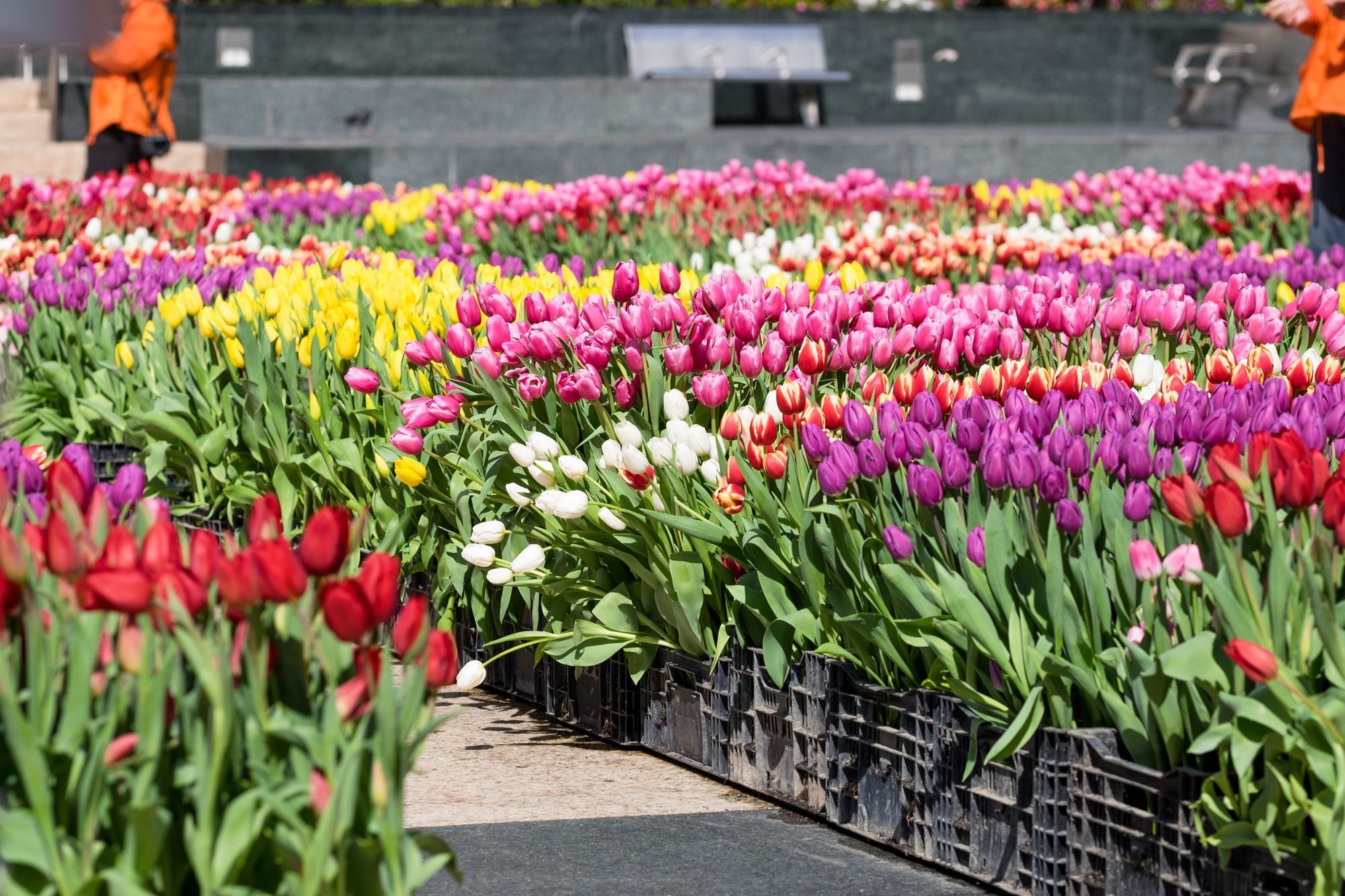 Things To Do This Week: Free Tulips, ‘Screaming Queens’, Bikes & Books, Burlesque, Game Fest