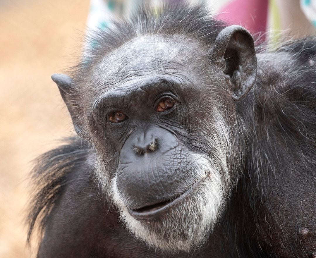 The SF Zoo’s 56-Year-Old Female Chimpanzee Maggie Has Died