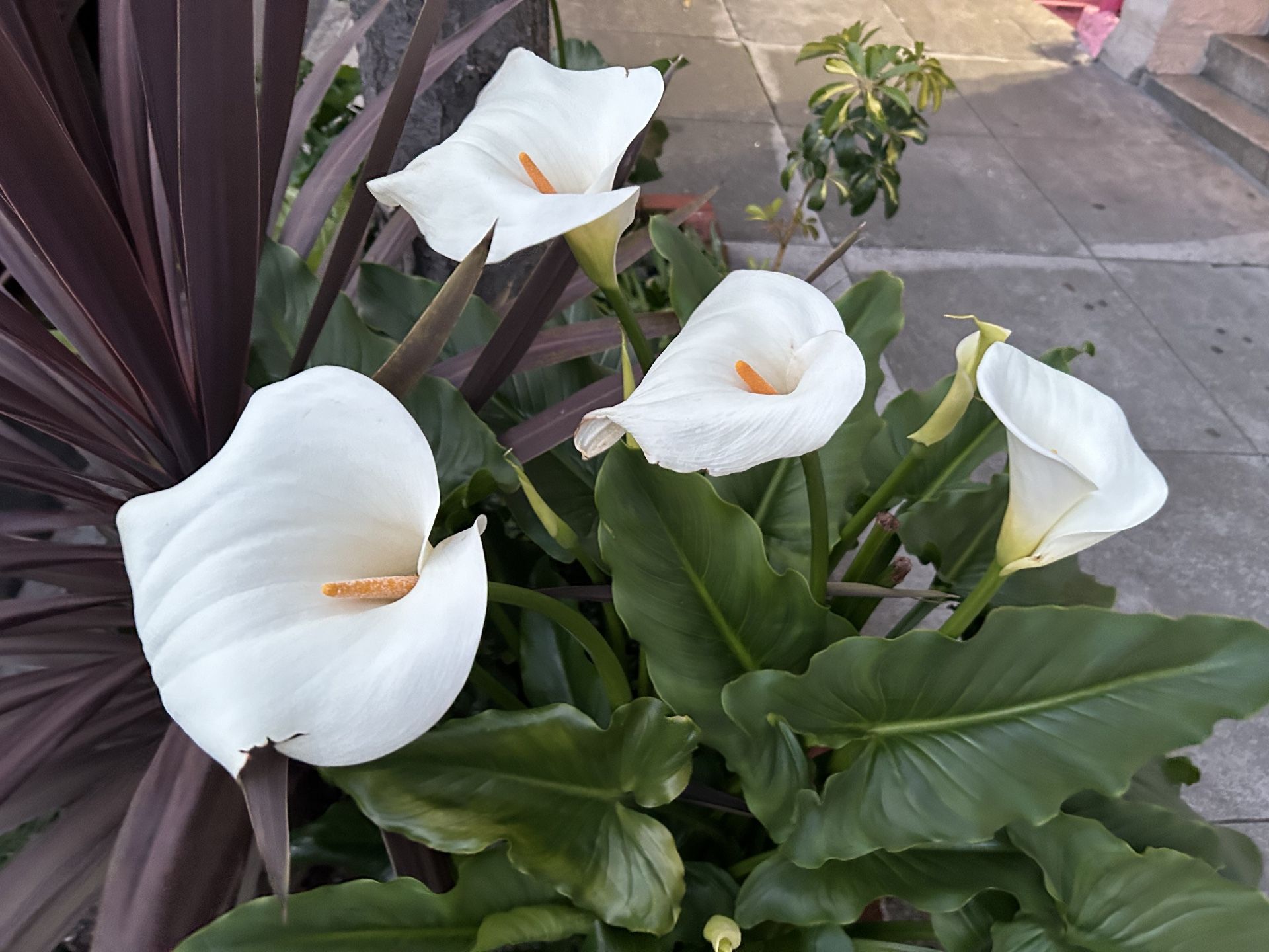 Day Around the Bay: Suspect in Custody After Brutal Unprovoked Easter Sunday Attack in Castro