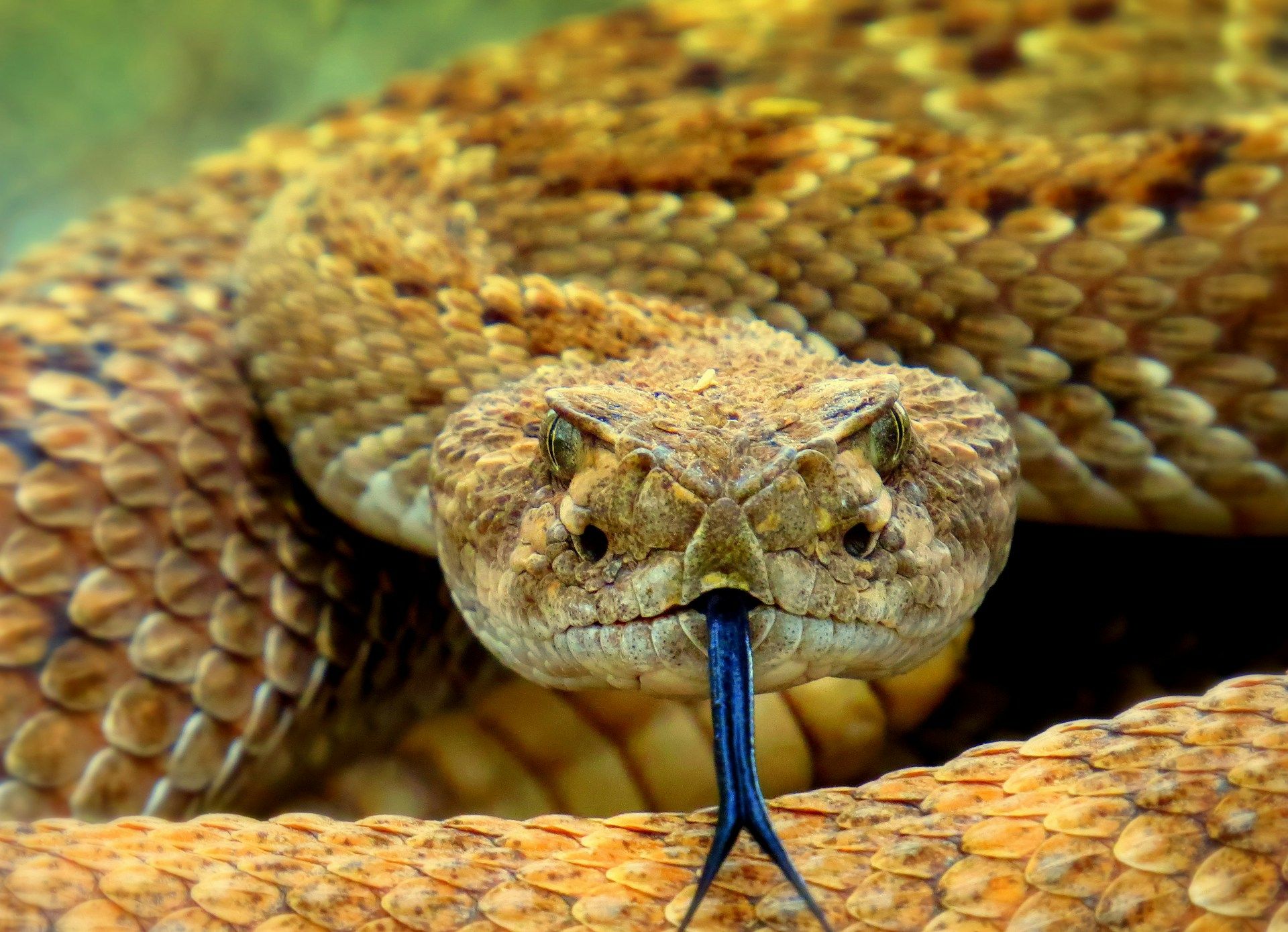 Day Around the Bay: Rattlesnake Advisories Issued for East Bay Parks