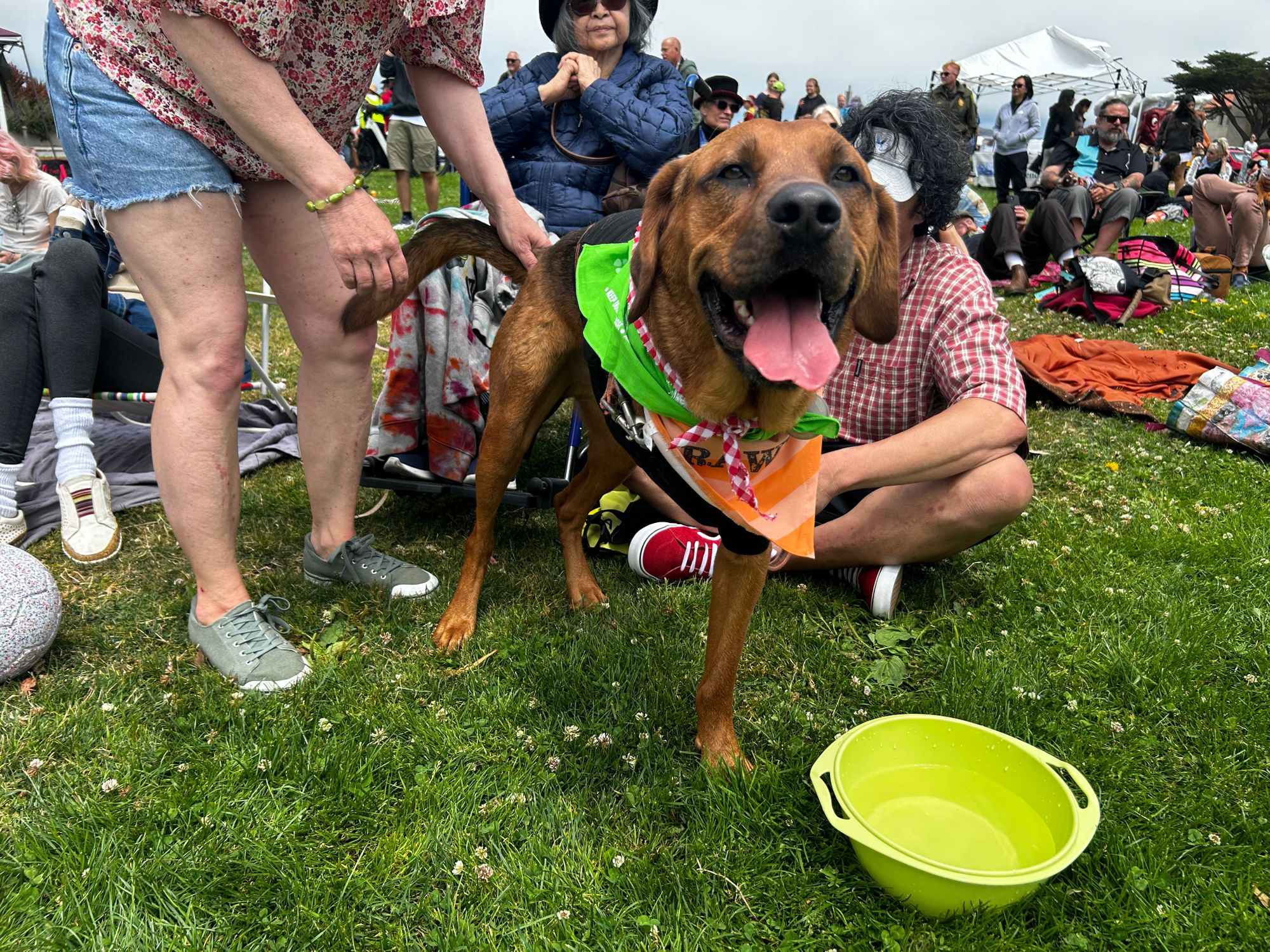 SF's Three-Legged Dog Picnic Returns, This Time With Doggie Fashion Show Complete With Red Carpet, and We Have Photos