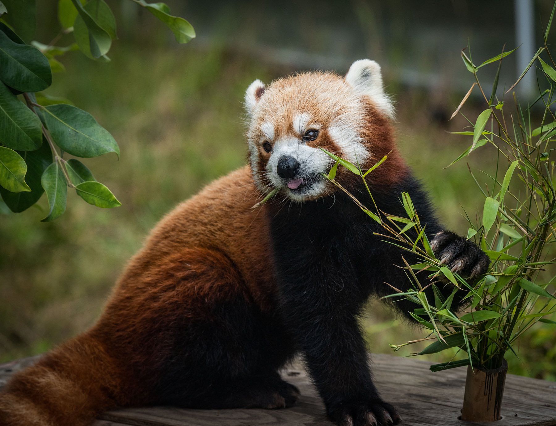 SF Zoo's Relentlessly Adorable Red Panda Tenzing' Has Died