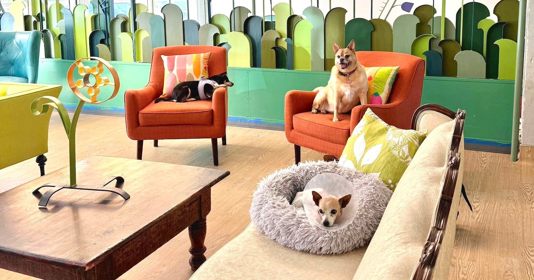Field Notes: Muttville's New HQ, Tactile Maps, Pavement Plants, ‘Fairyland’ Flick, and a Hidden Mansion
