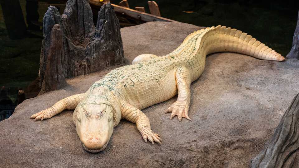 SF's Own Albino Alligator Claude Is Turning 30 Years Old, Celebrations Are Scaling Up