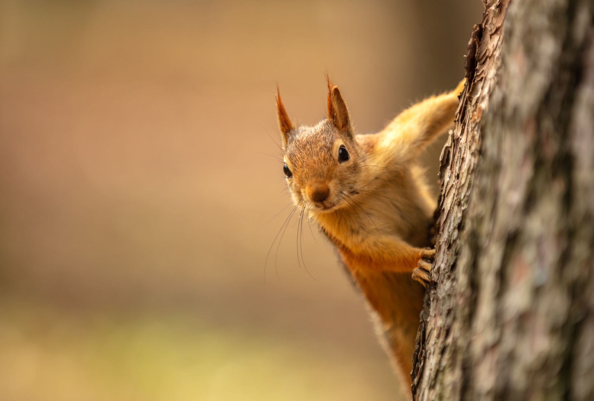 Unusually Aggressive Squirrel Has Attacked and Sent Two People to the Hospital In Marin County
