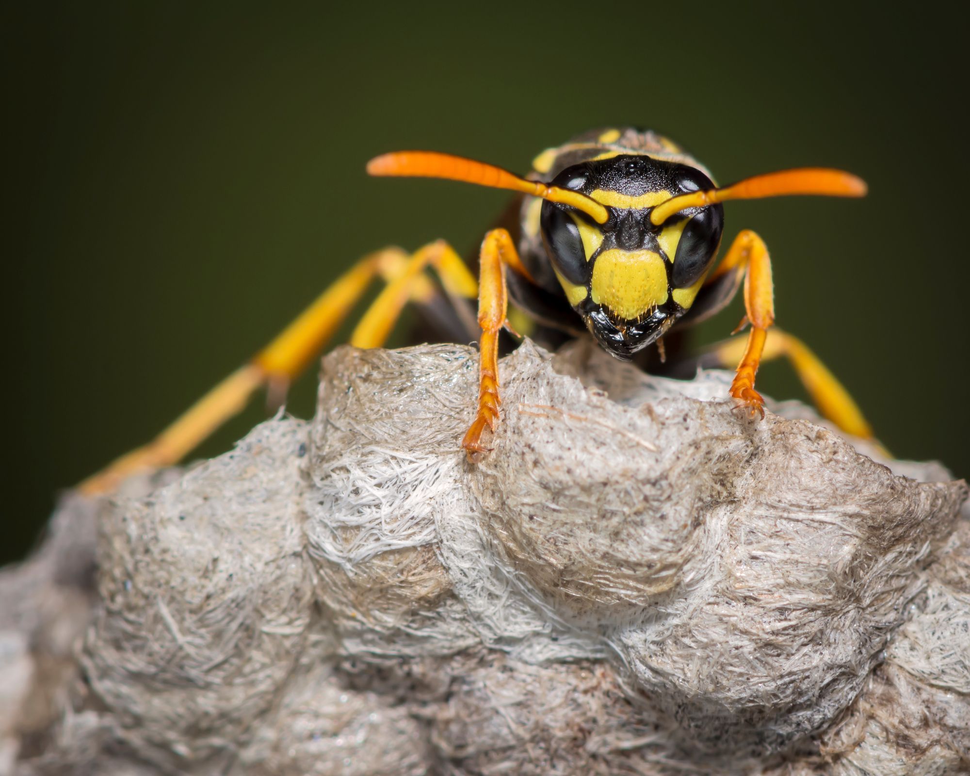 Late Summer Yellowjacket Menace Hitting Hard In Marin and Sonoma Counties