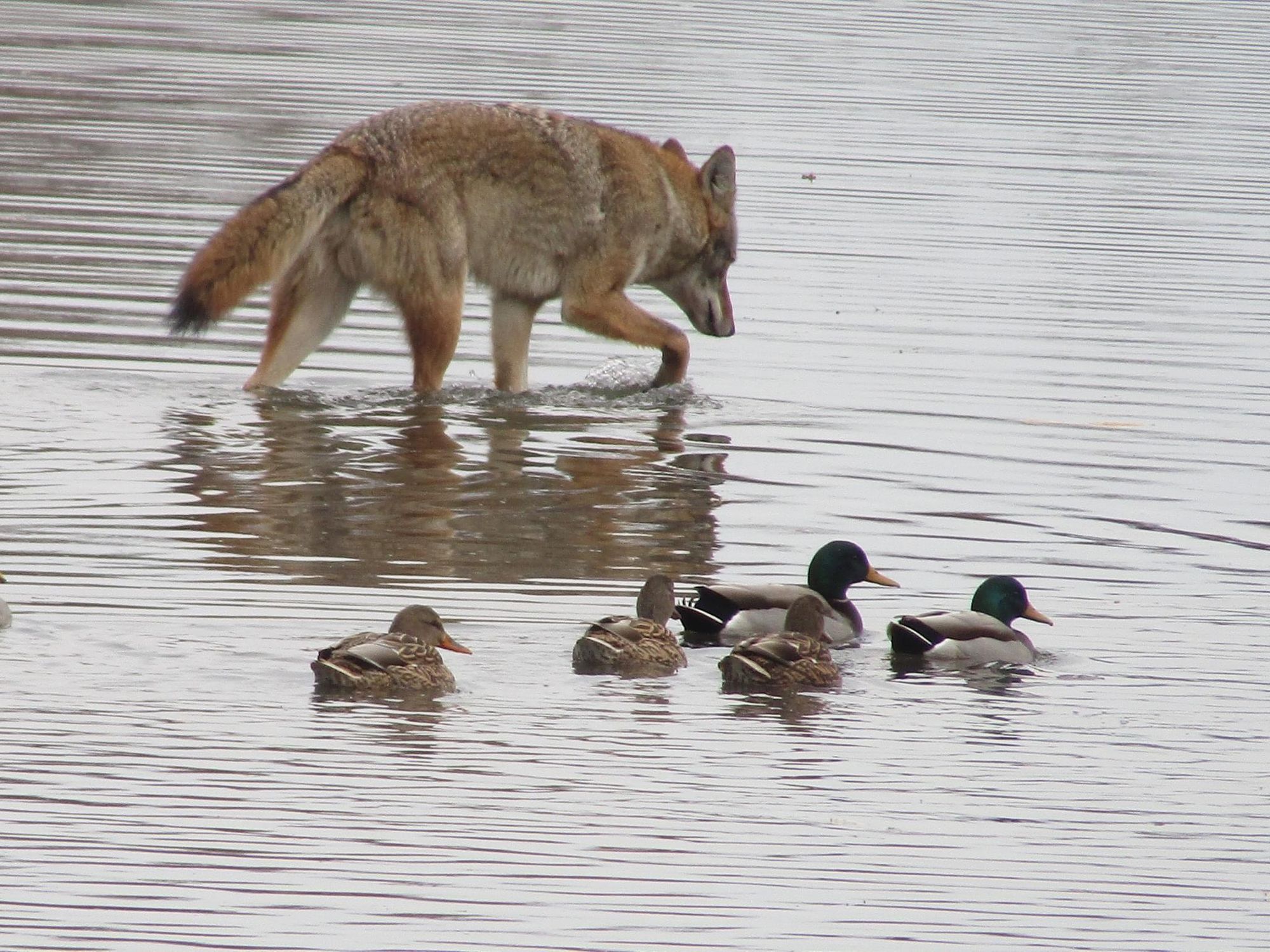 Coyotes Are Now Swimming More Than a Mile Back and Forth From Tiburon to Angel Island