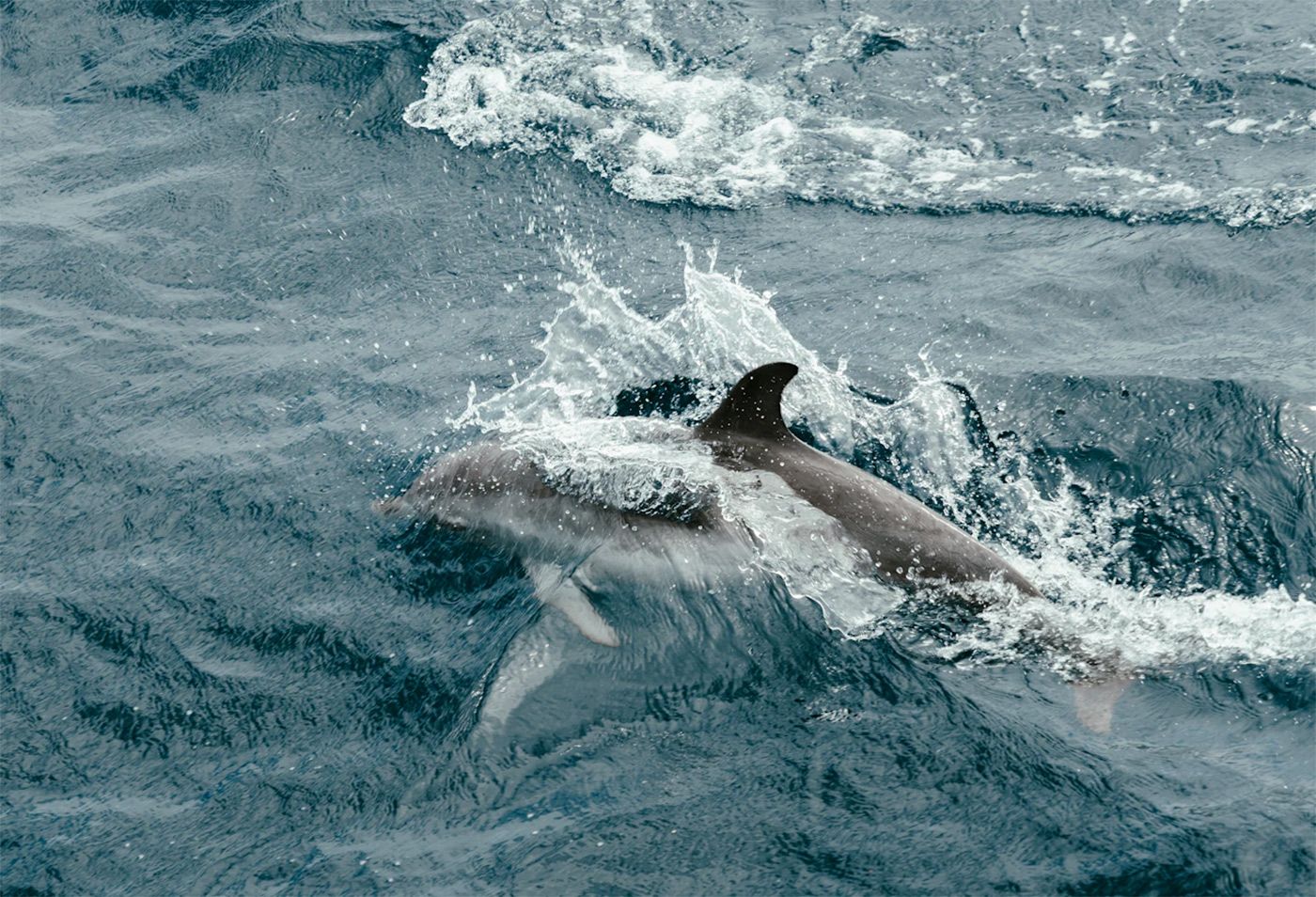 Tuesday Morning Topline: Harbor Porpoise Swim Up Napa River