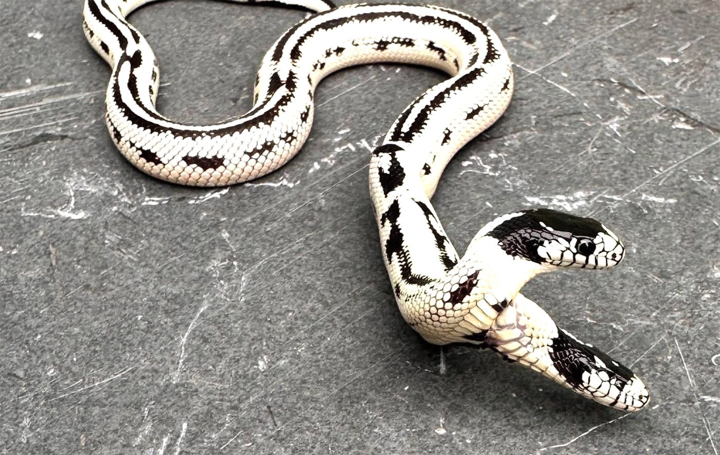 Day Around the Bay: Two-Headed Snake at Berkeley Pet Shop Dies