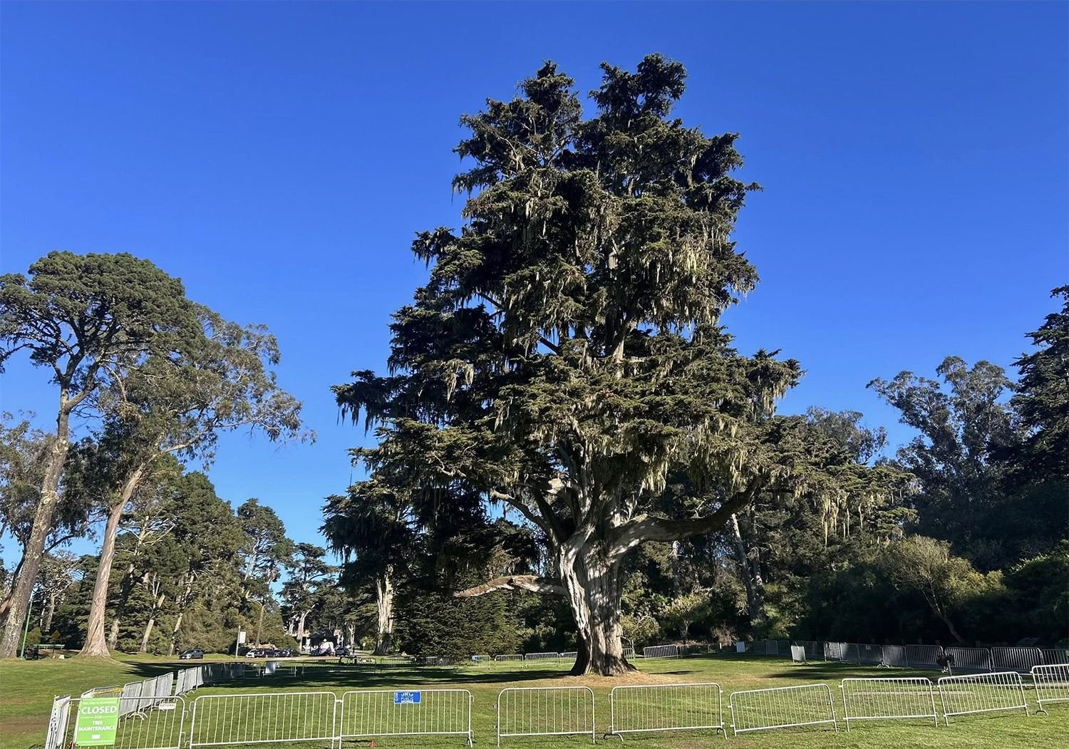SF Rec & Parks Bids Fond Farewell to Giant Cypress That Had to Be Taken Down In Golden Gate Park