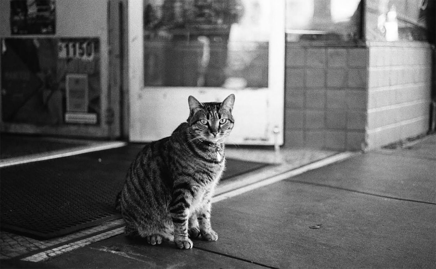 Waymo Confirms Vehicle's Role In Death of 16th Street Bodega Cat, as Mourning Continues