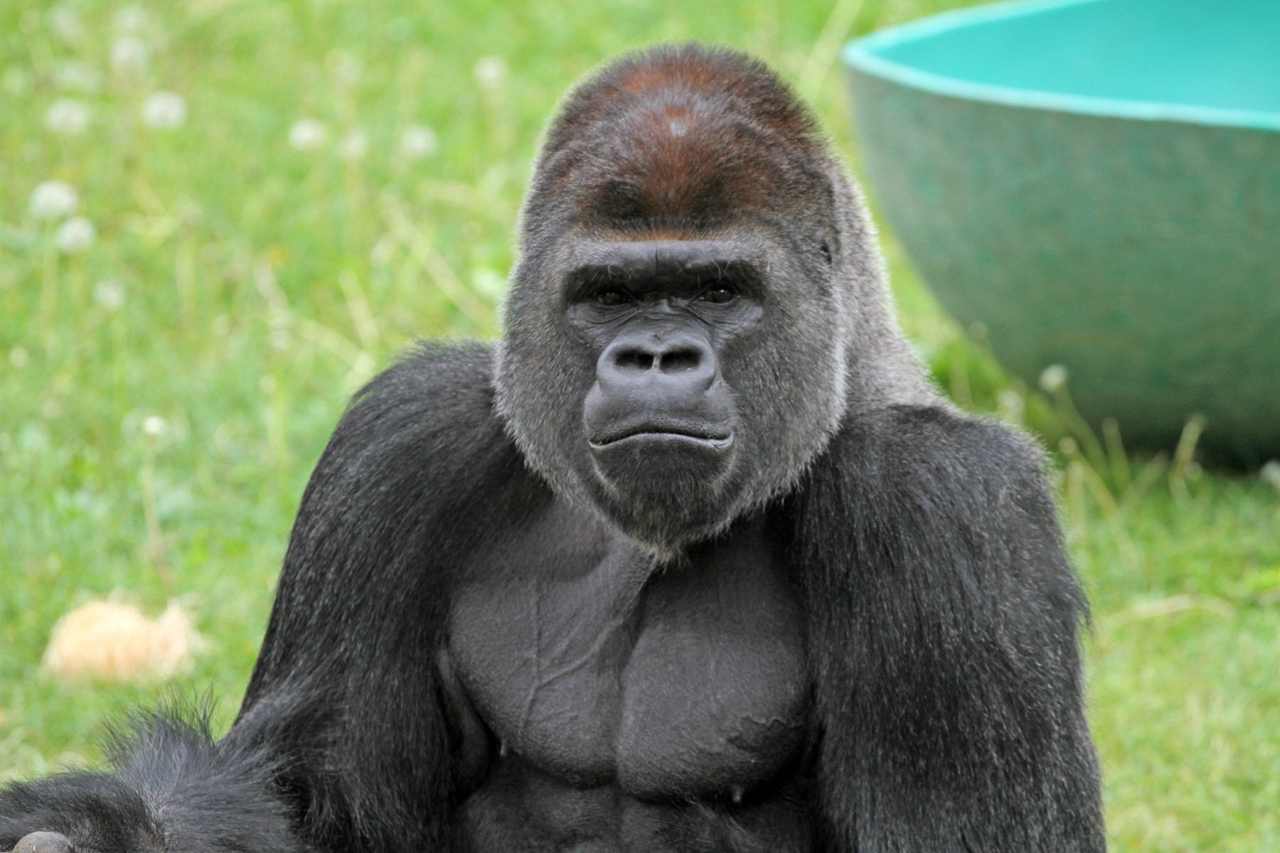 Check Him Out: SF Zoo's New Male Gorilla Cecil Makes His Public Debut This Weekend