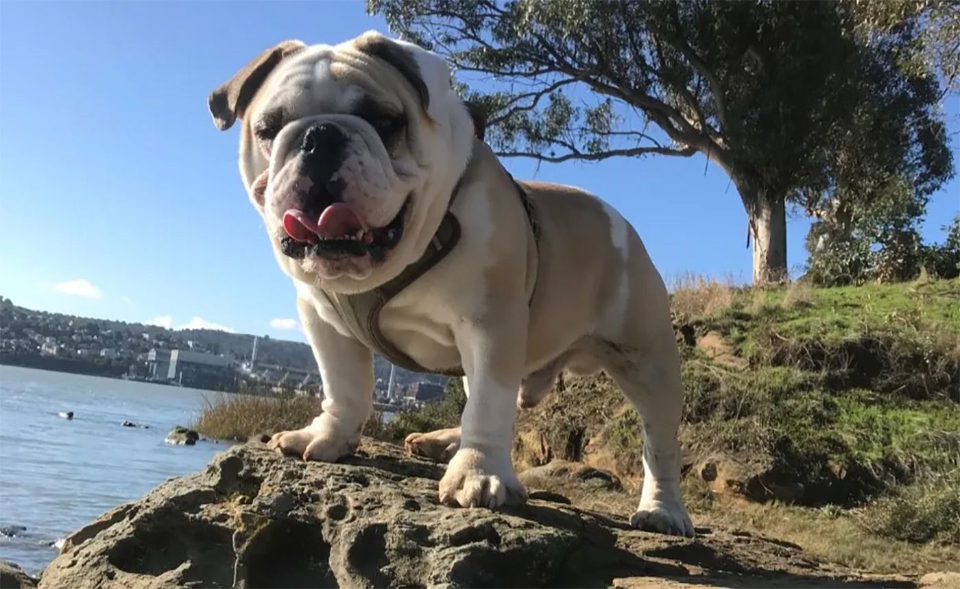 Tuesday Morning Topline: Vallejo Man's Bulldog Was Dognapped During Robbery