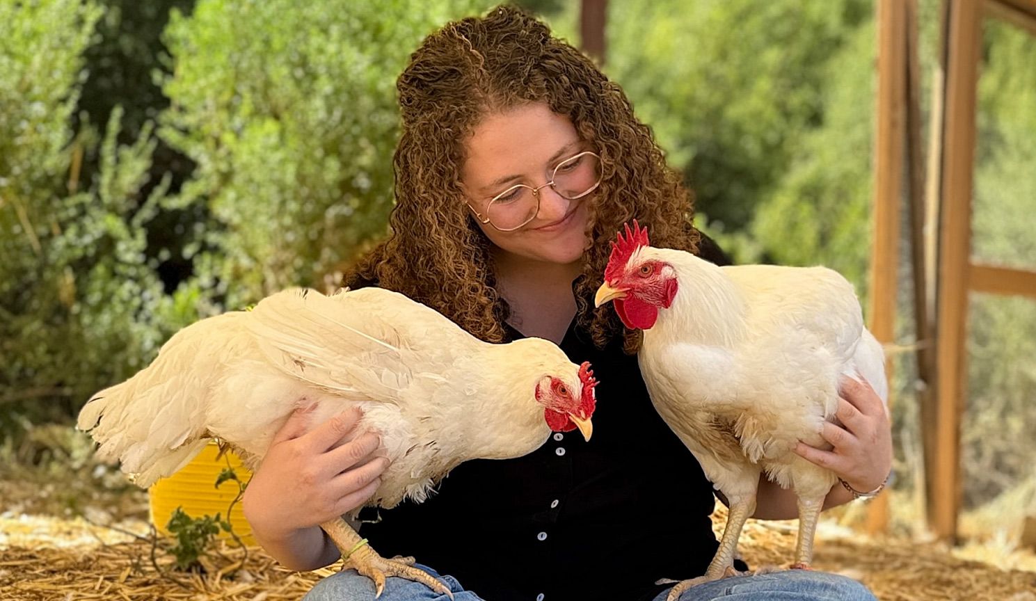Berkeley Animal Rights Activist Convicted of Stealing Chickens From Petaluma Farm