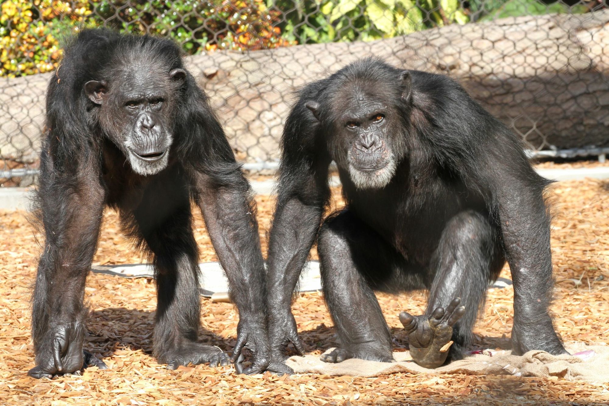 Day Around the Bay: SF Zoo Giving Up All of Its Remaining Chimpanzees