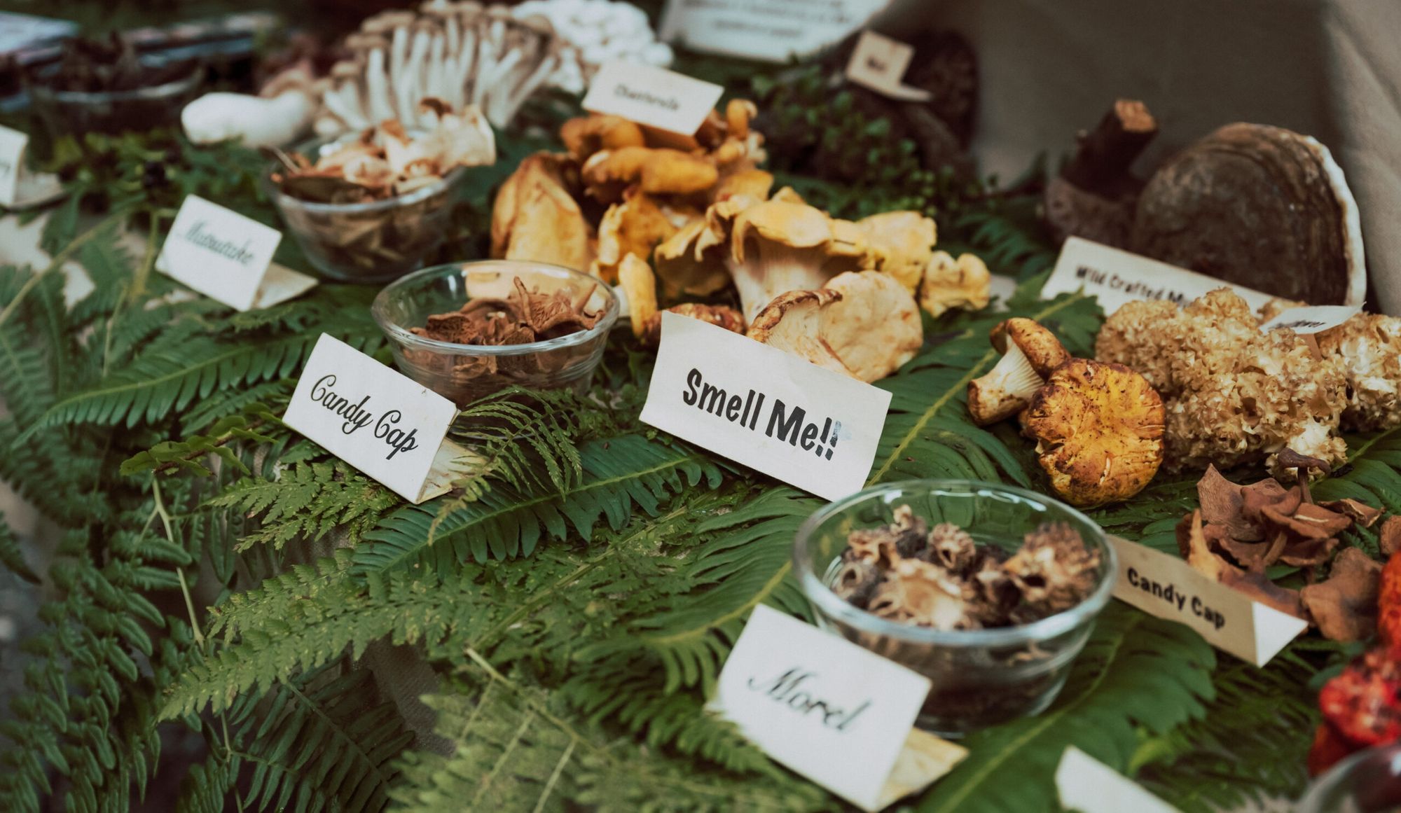 Field Notes: All Aboard the Mushroom Train, Mutual Aid Swap, and Faith No More's Roddy Bottum