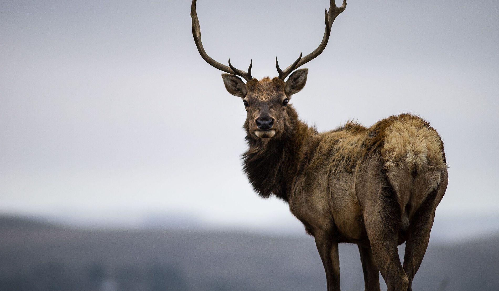 Field Notes: Trans Youth Talk Series, Seasoning the Streets, and Elks Return to the Tule River Tribe