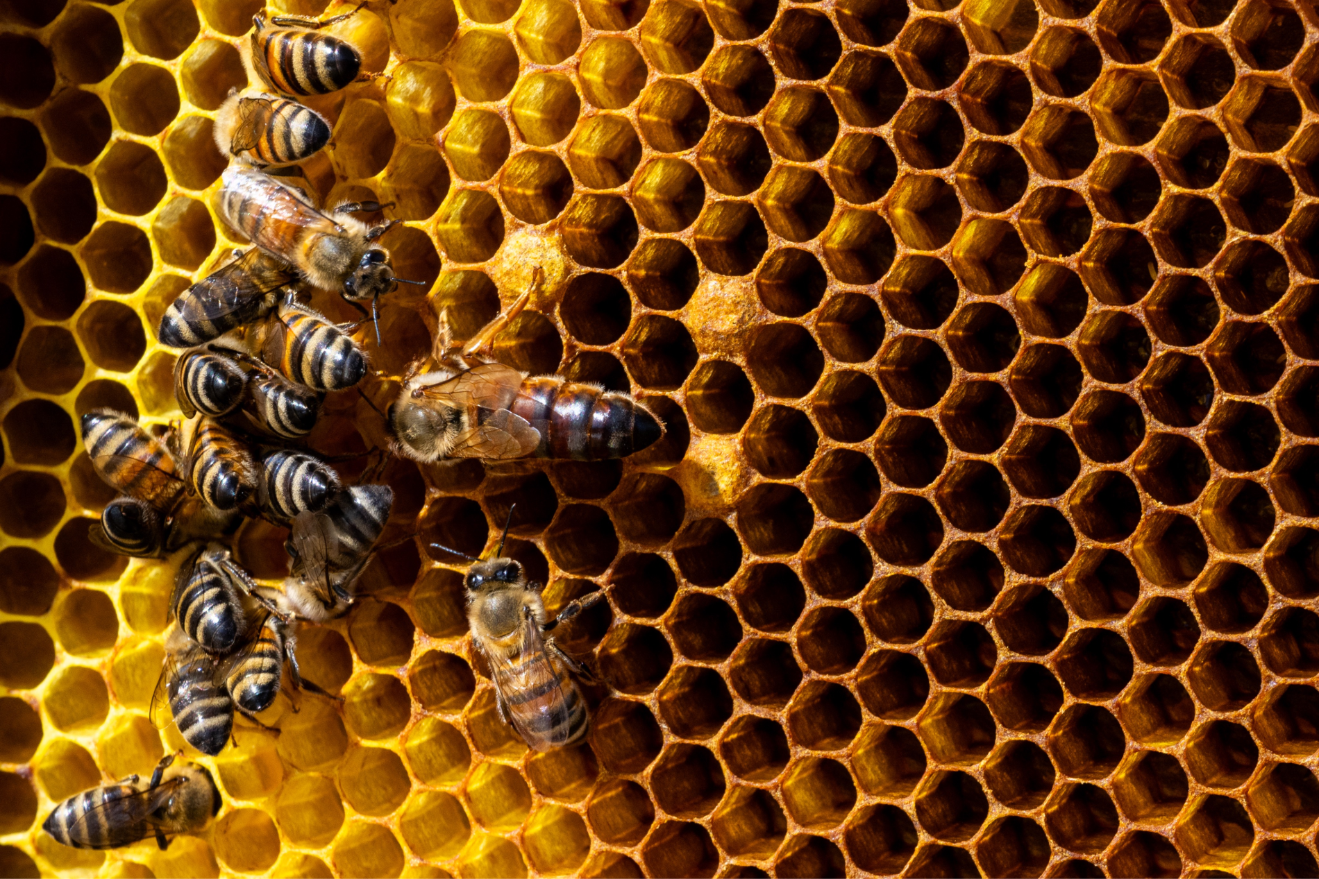 Ten-Year-Old Beekeeper Prompts City of Santa Rosa to Amend Zoning Laws After Months-Long Battle