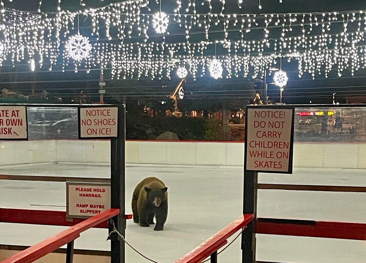 Tahoe Black Bear Makes Self at Home on Holiday Ice Rink at Heavenly Ski Resort