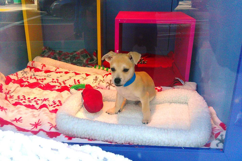 Those Puppies and Kittens Return to the Macy's Union Square Windows for the Holiday Season This Friday