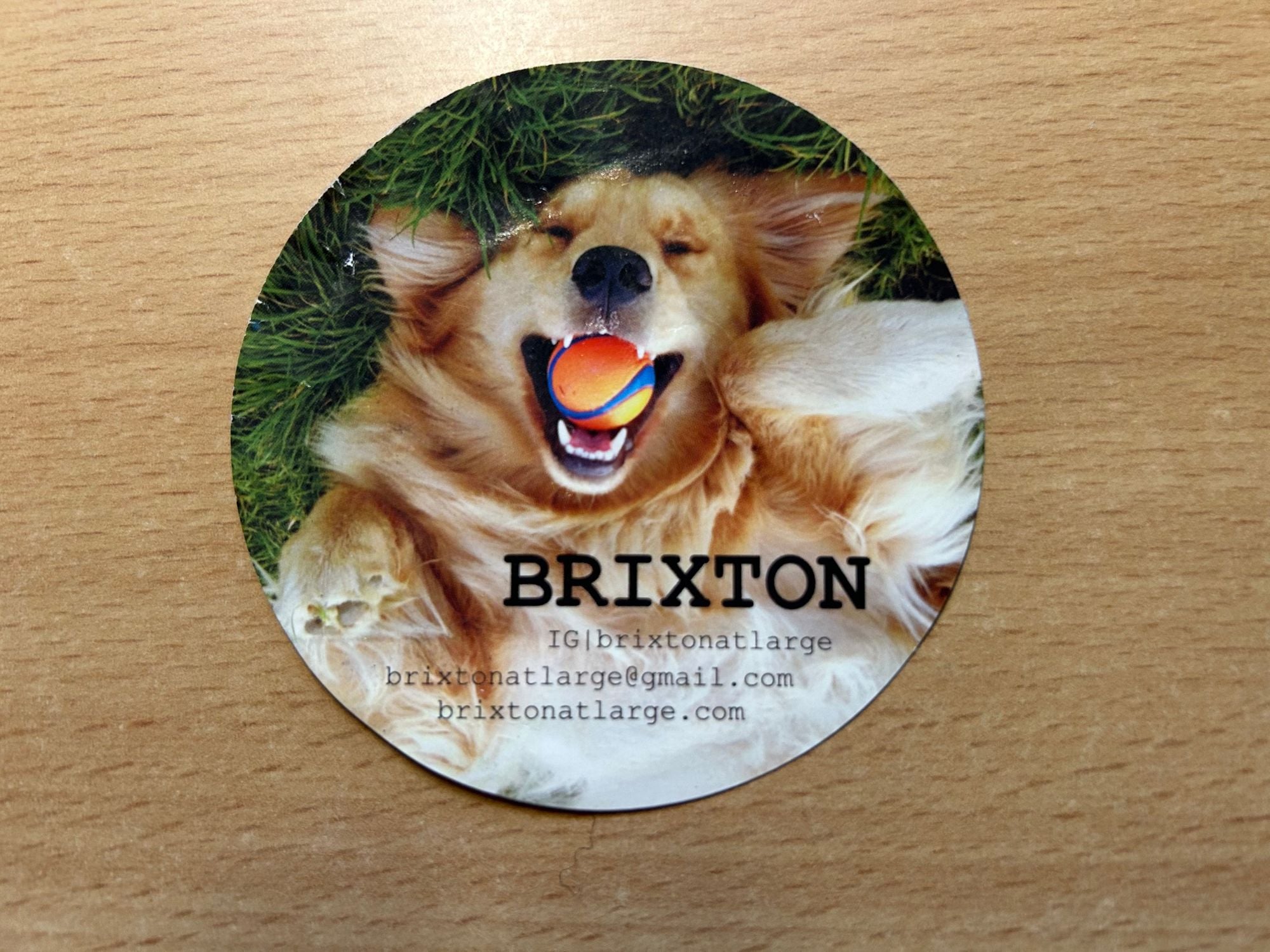 Popular SF Therapy Dog Brixton Has Died, and His Thousands of Instagram Followers Are In Mourning