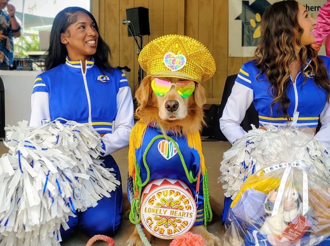 Popular SF Therapy Dog Brixton Has Died, and His Thousands of Instagram Followers Are In Mourning