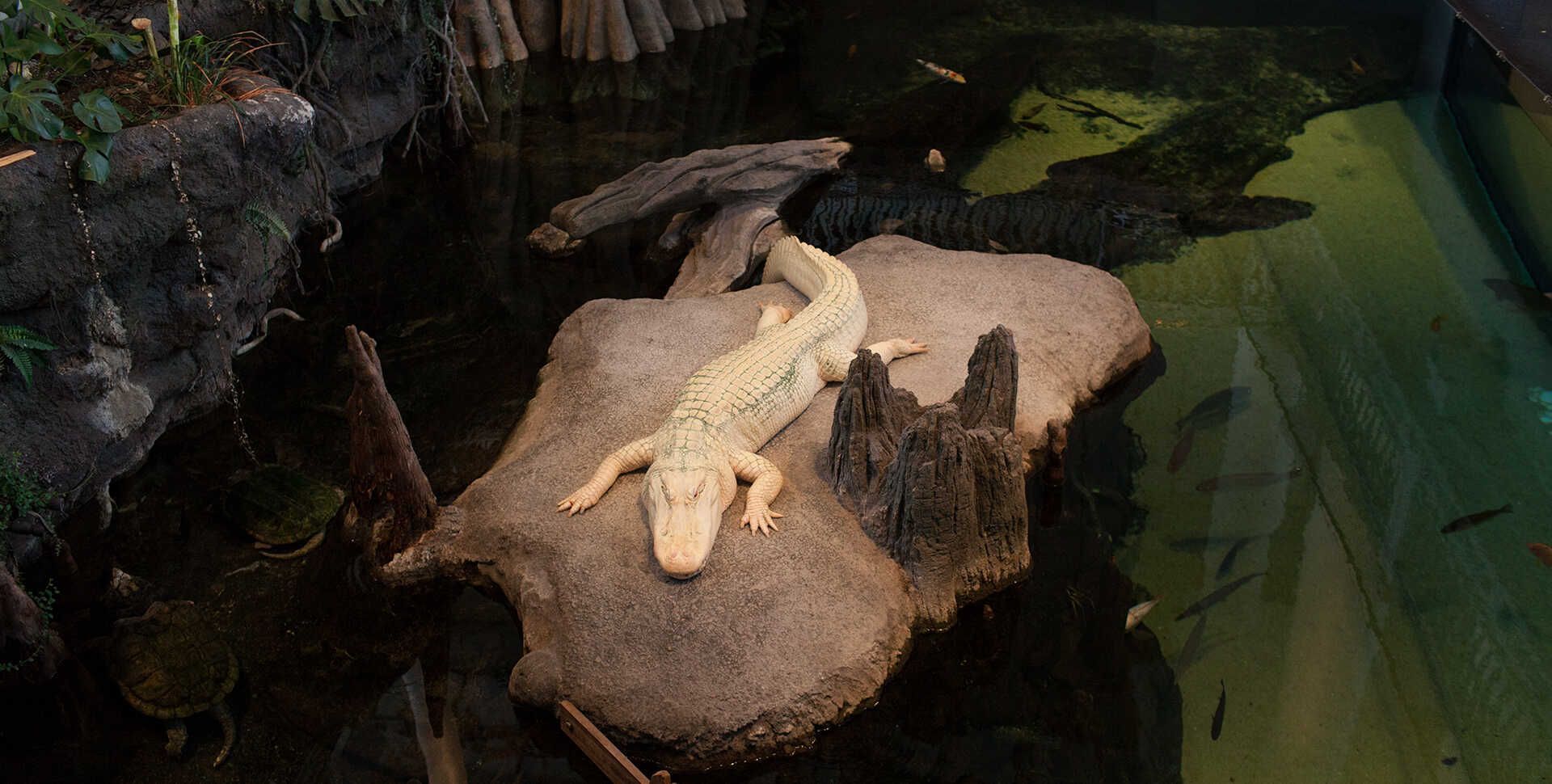 Beloved Albino Alligator Claude, Mascot of the Academy of Sciences, Has Died