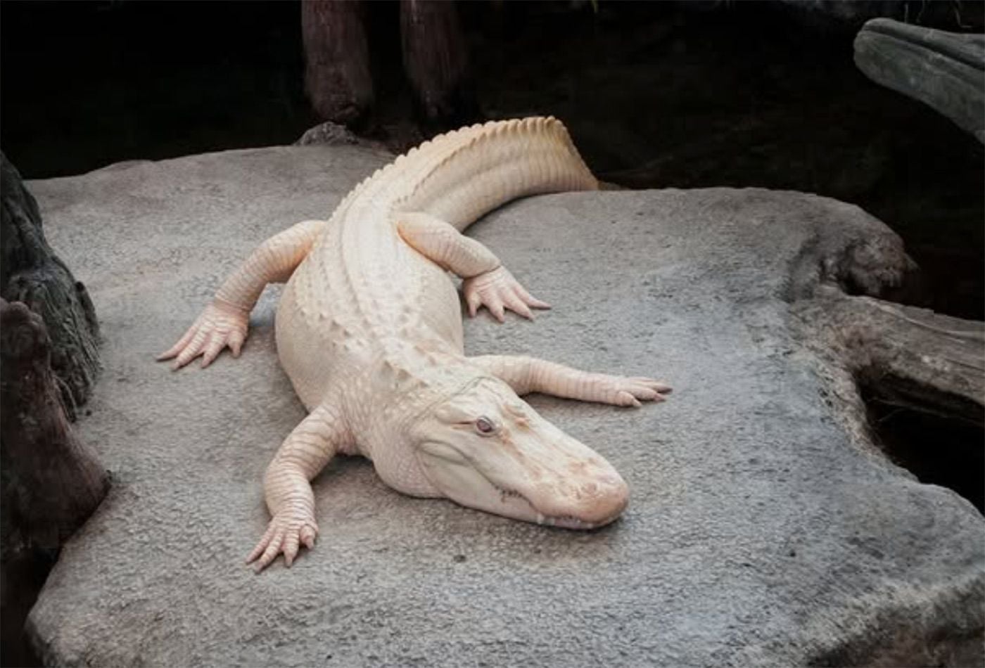 Cause of Death Revealed for Claude, the Academy of Science's Albino Alligator