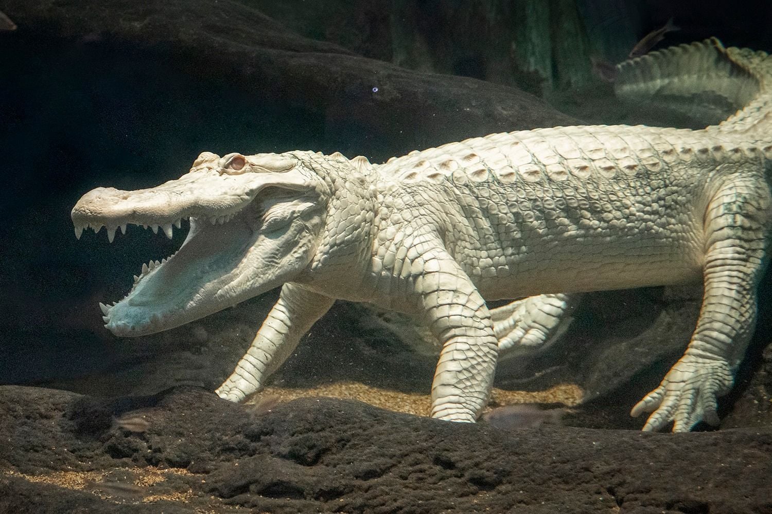 SF Might Name an SF Street After Claude the Albino Alligator, and You Can Help Pick Which Street
